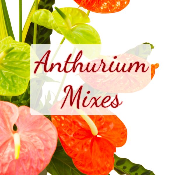 Anthurium Mixes