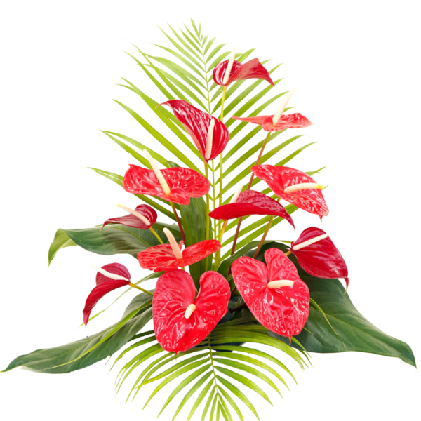 12 Large Red Anthurium Assortment